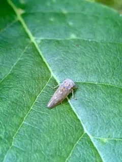 Idiocerus stigmaticalis thumbnail 4