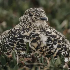 White-tailed Ptarmigan thumbnail 1