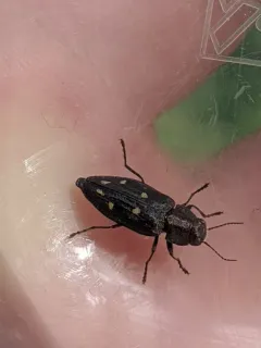 Phaenops lecontei thumbnail 2
