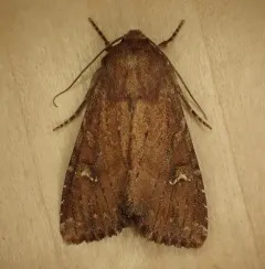 Faint-spotted Quaker thumbnail 2