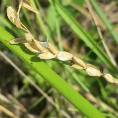White-grained Mountain-ricegrass thumbnail 1