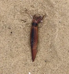 Northern Shortfin Squid thumbnail 3