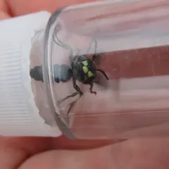 Smoky-winged Beetle Bandit Wasp thumbnail 3