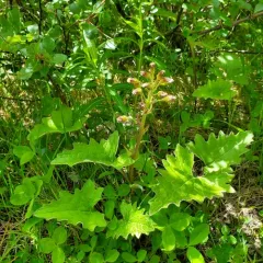 Arctic Butterbur thumbnail 3