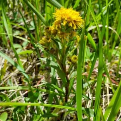 northern goldenrod thumbnail 2