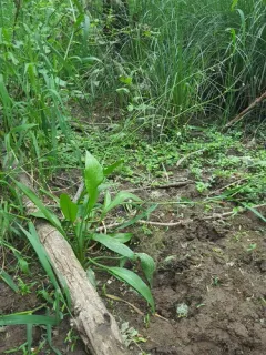 lance-leaved water-plantain thumbnail 2