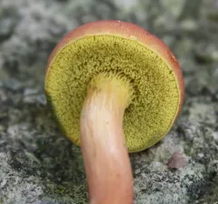 Ruby Bolete thumbnail 2