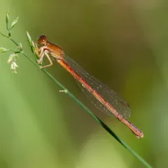Eastern Red Damsel thumbnail 3