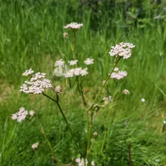 Caraway thumbnail 3