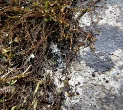 Arctic Bristletail thumbnail 4