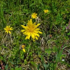 Pale agoseris thumbnail 2