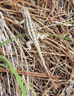 Prairie lizard