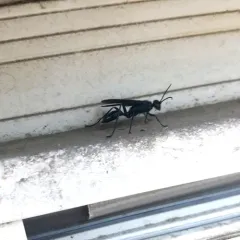 Common Blue Mud-dauber Wasp thumbnail 1