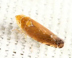 Scaphytopius fulvus thumbnail 2