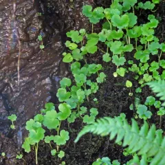 American Water-pennywort thumbnail 4