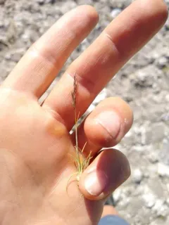 pull-up muhly thumbnail 3