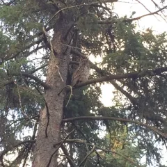 Great Horned Owl thumbnail 3