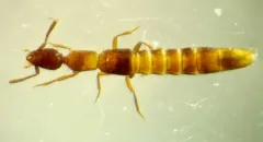Long-collared Rove Beetle thumbnail 2