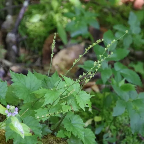 twoleaf miterwort