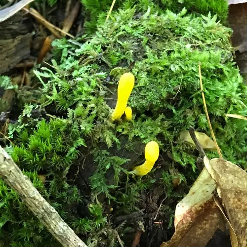 orange earthtongue