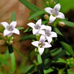 long-leaved bluets thumbnail 2