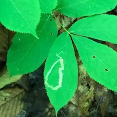 Phytomyza aralivora thumbnail 2