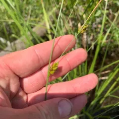 few-seeded sedge thumbnail 4