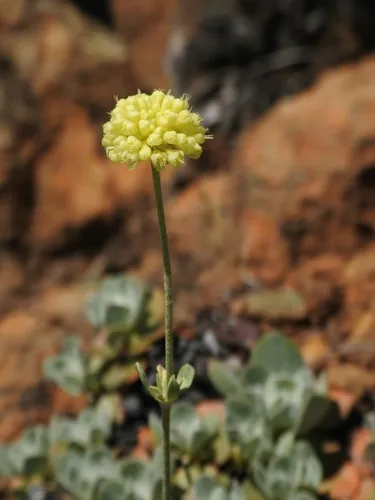 siskiyou buckwheat