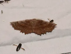 Effective Euchlaena Moth thumbnail 2