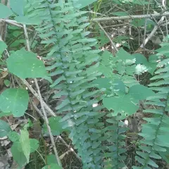 ebony spleenwort thumbnail 4
