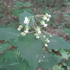 poke milkweed thumbnail 3
