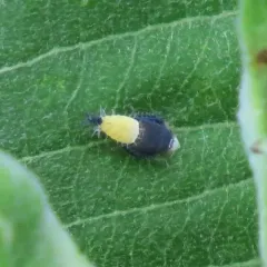 Scaphoideus incisus thumbnail 2