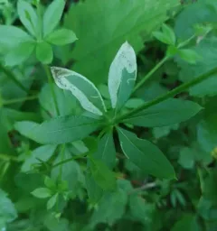 Liriomyza galiivora thumbnail 1