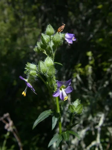 Bog Jacob's-ladder