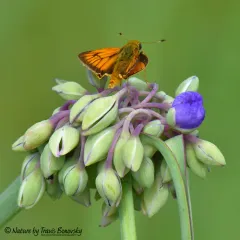 Delaware Skipper thumbnail 4