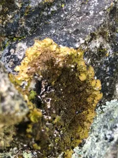 Polished Camouflage Lichen thumbnail 2