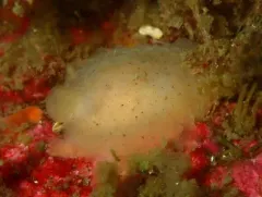 Chan's Dorid thumbnail 2