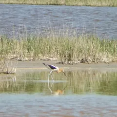 American Avocet thumbnail 2