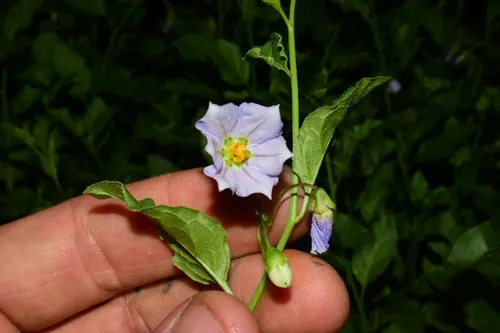 Parish's nightshade