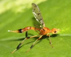 Pyrgotella chagnoni thumbnail 1