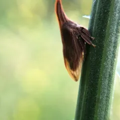 Wide-footed Treehopper thumbnail 3