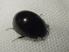 Limnohydrobius melaenus thumbnail 2
