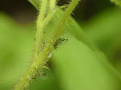 Spot-winged Raspberry Aphid thumbnail 2
