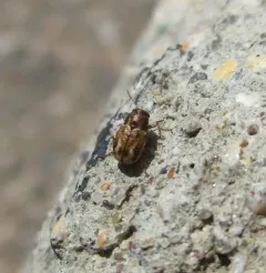 Tail-spotted Pachy thumbnail 4