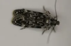 Two-spotted Chionodes Moth thumbnail 4