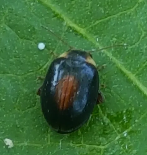 Red-sutured Marsh Beetle