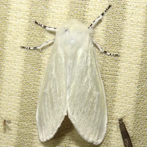 White Satin Moth