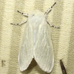 White Satin Moth thumbnail 1