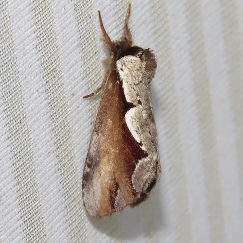 Double-toothed Prominent