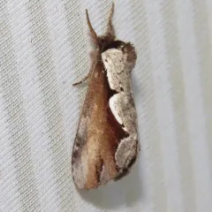 Double-toothed Prominent thumbnail 1